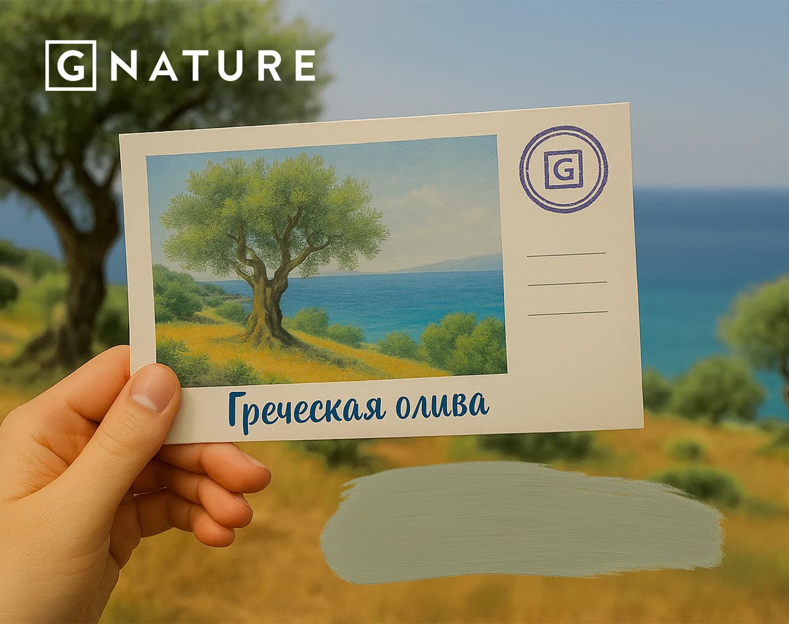 Греческая олива